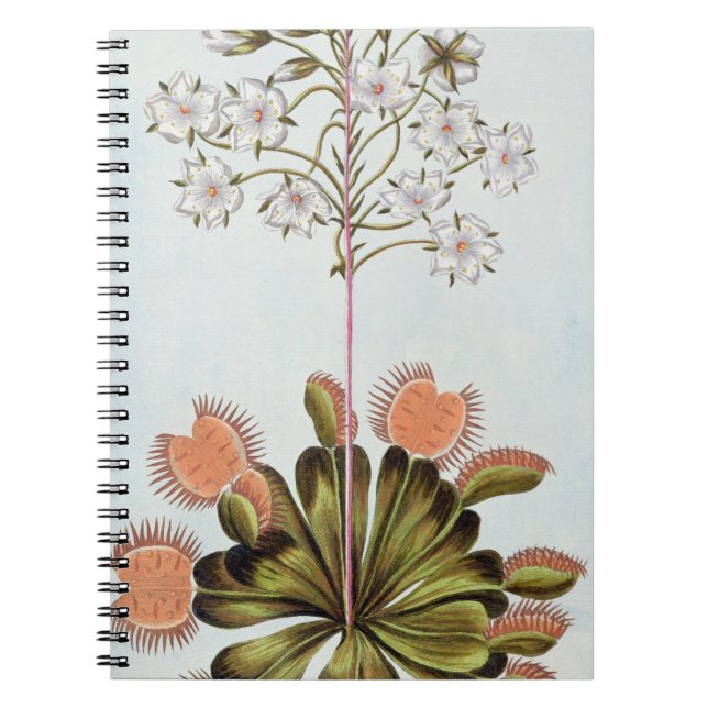 Cuaderno Atrapamoscas de Venus, placa 84, de la 'colección (Frente)