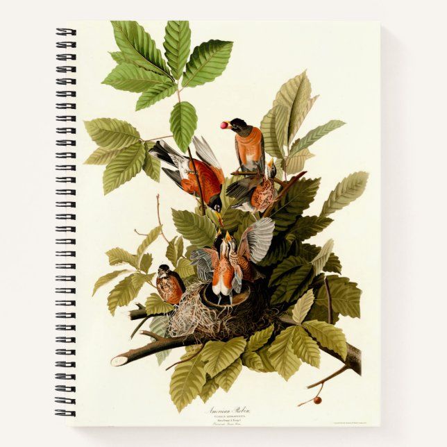 Cuaderno Audubon American Robin Wildlife Bird Ilustracion (Anverso)