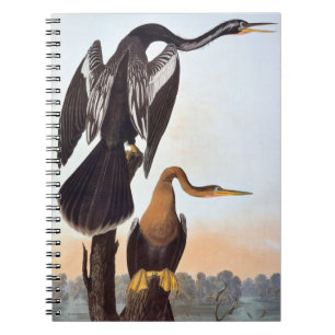 Cuaderno Audubon: Anhinga