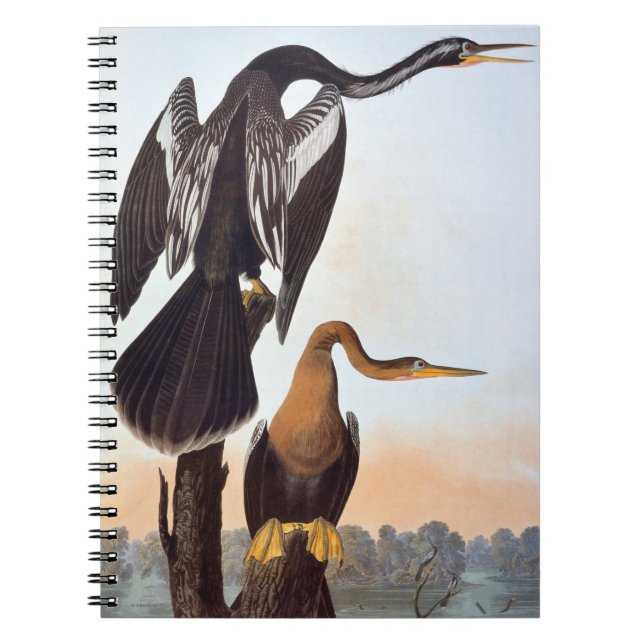 Cuaderno Audubon: Anhinga (Frente)