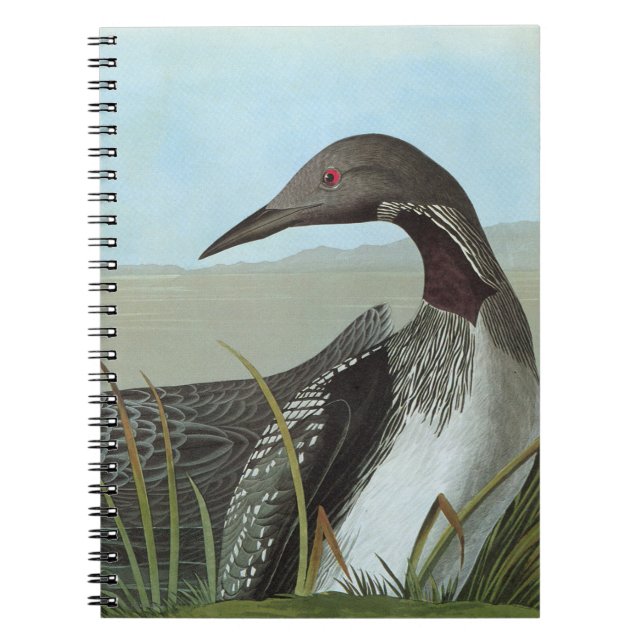 Cuaderno Audubon: Bribón ártico (Frente)
