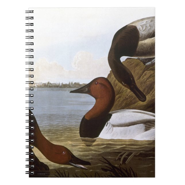 Cuaderno Audubon: Canvasback (Frente)