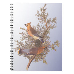 Cuaderno Audubon Cedar Waxwing Bird en Evergreen Juniper