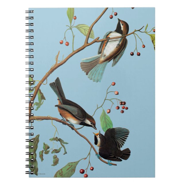 Cuaderno Audubon: Chickadee (Frente)