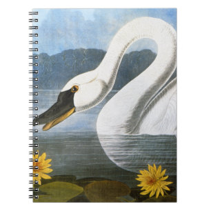 Cuaderno Audubon: Cisne común