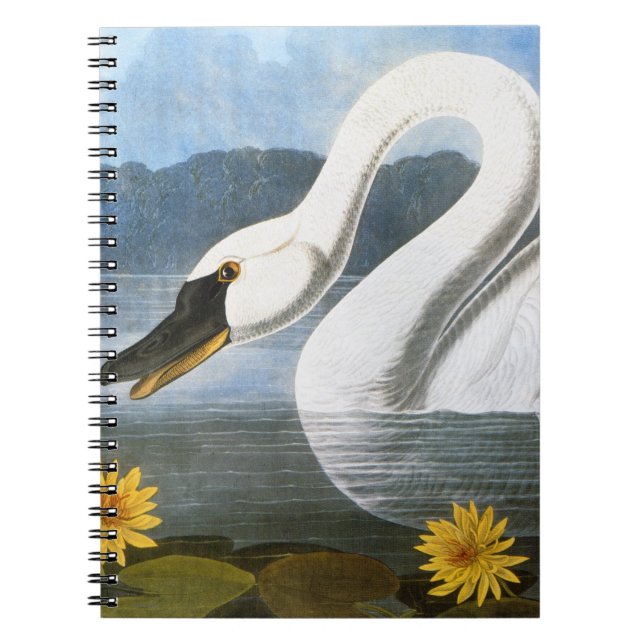 Cuaderno Audubon: Cisne común (Frente)