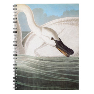 Cuaderno Audubon: Cisne de trompetista
