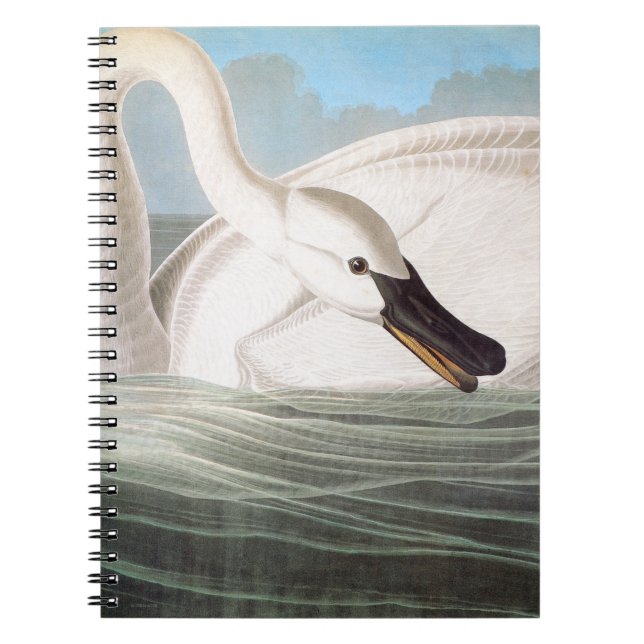 Cuaderno Audubon: Cisne de trompetista (Frente)