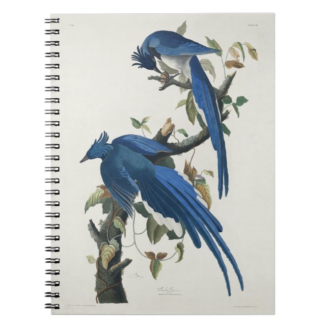 Cuaderno Audubon Columbia Jay Black Thropie Magpie Jay (Frente)
