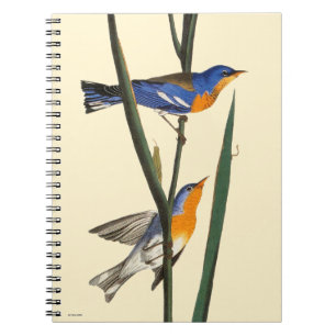 Cuaderno Audubon: Curruca