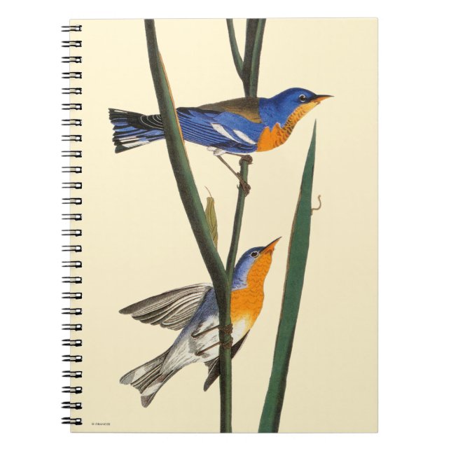 Cuaderno Audubon: Curruca (Frente)