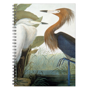 Cuaderno Audubon: Egret rojizo o garza púrpura