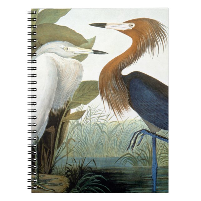 Cuaderno Audubon: Egret rojizo o garza púrpura (Frente)