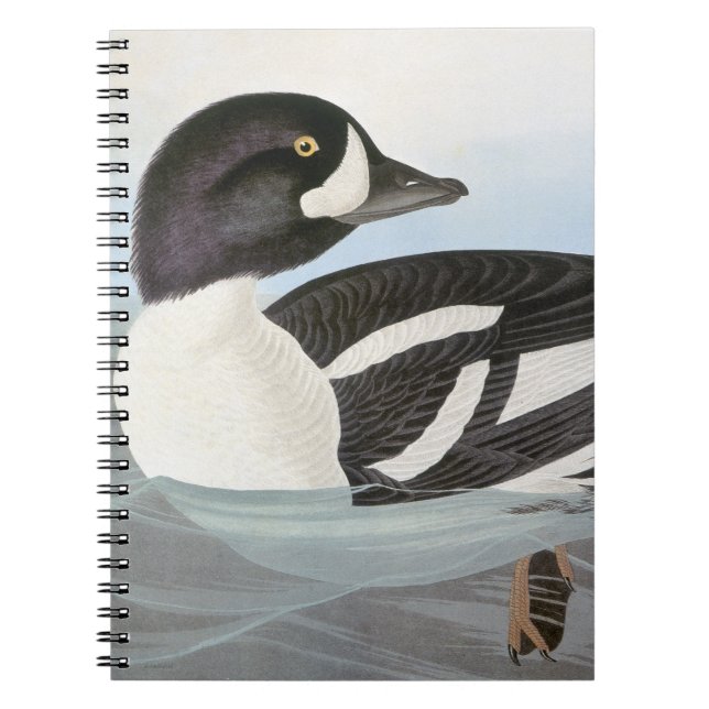 Cuaderno Audubon: El Goldeneye de la carretilla (Frente)