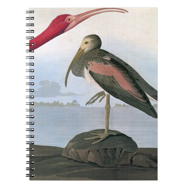 Cuaderno Audubon: Escarlata Ibis (Frente)