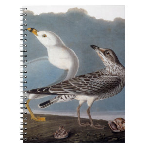 Cuaderno Audubon: Gaviota Anillo-Cargada en cuenta
