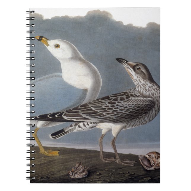 Cuaderno Audubon: Gaviota Anillo-Cargada en cuenta (Frente)