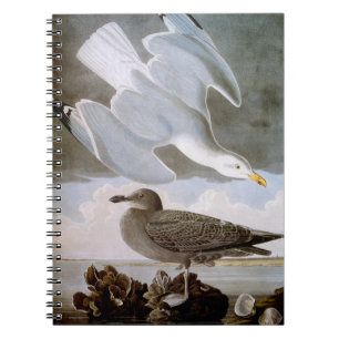 Cuaderno Audubon: Gaviota de arenques