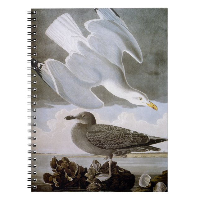 Cuaderno Audubon: Gaviota de arenques (Frente)
