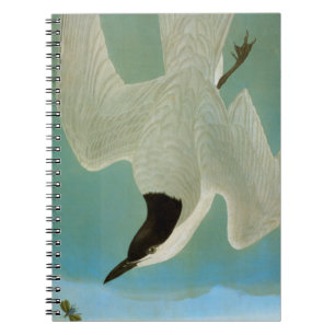 Cuaderno Audubon: Golondrina de mar Gaviota-Cargada en