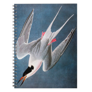 Cuaderno Audubon: Golondrina de mar rosada