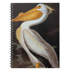 Cuaderno Audubon: Gran Pelícano Blanco