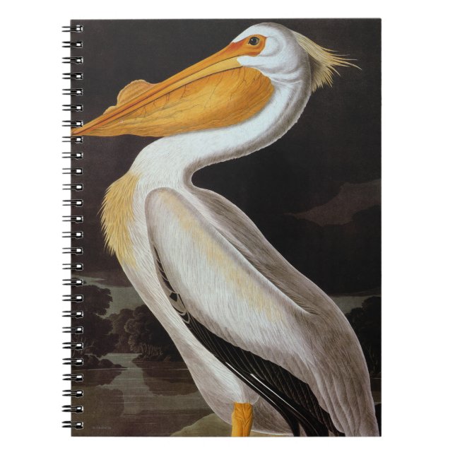 Cuaderno Audubon: Gran Pelícano Blanco (Frente)
