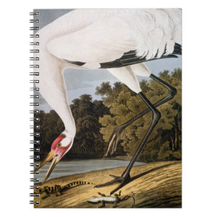 Cuaderno Audubon: Grúa que chilla