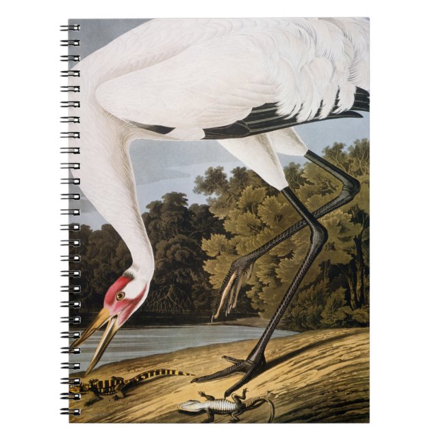 Cuaderno Audubon: Grúa que chilla (Frente)