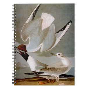 Cuaderno Audubon: La gaviota de Bonaparte