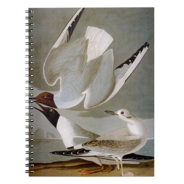 Cuaderno Audubon: La gaviota de Bonaparte (Frente)