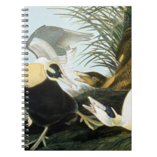 Cuaderno Audubon: Pato de eíder