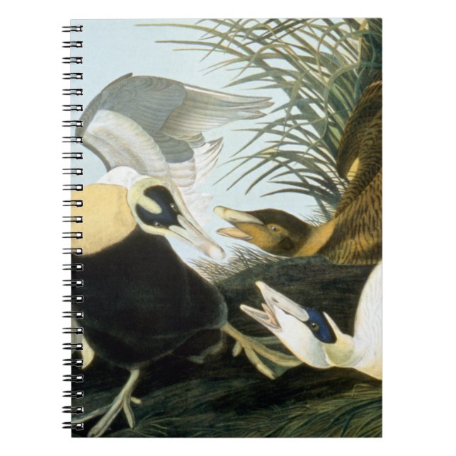 Cuaderno Audubon: Pato de eíder (Frente)
