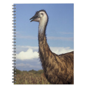 Cuaderno Australia, Australia Occidental. Emú (Dromaius