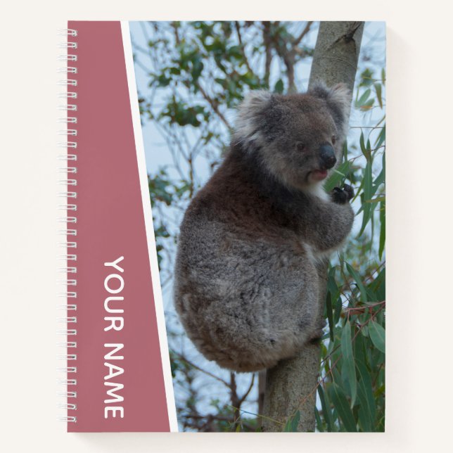 Cuaderno Australia Koala en un árbol de eucaliptos, oro Ros (Anverso)