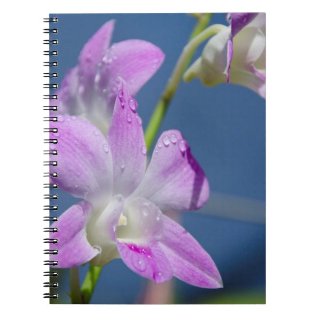 Cuaderno Australia, Territorio del Norte, Darwin (Frente)
