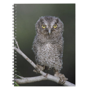 Cuaderno Autillo Americano, Megascops asio, Otus 2