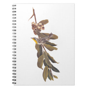 Cuaderno Ave amarillenta de Audubon en rama de árbol