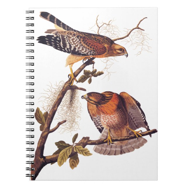 Cuaderno Ave Audubon de Halcón Rojo de Prey (Frente)