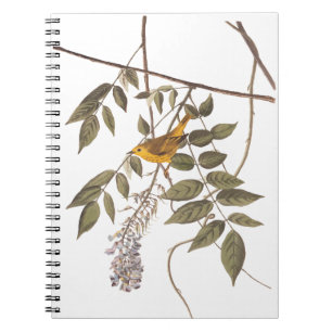 Cuaderno Ave Audubon de la Warbler amarilla con ojos azules