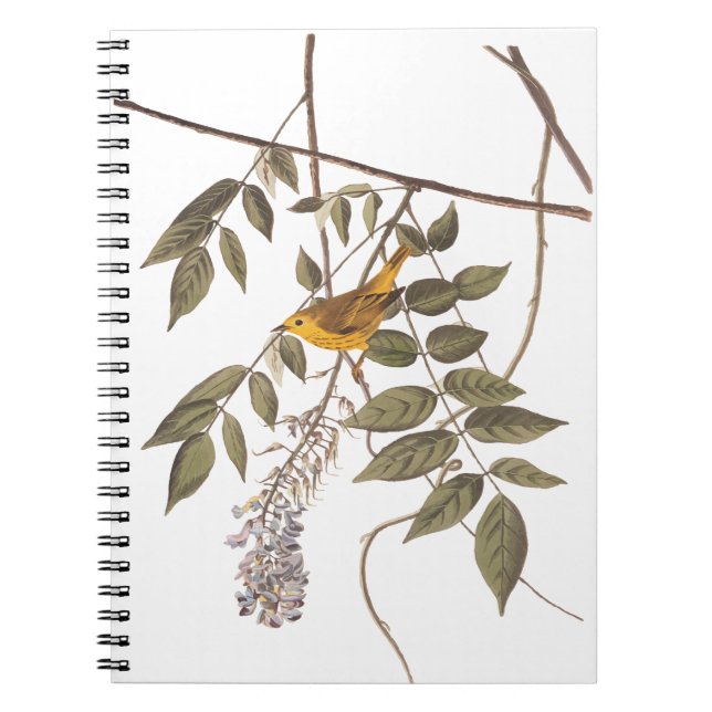 Cuaderno Ave Audubon de la Warbler amarilla con ojos azules (Frente)