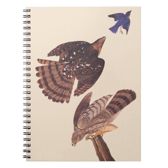 Cuaderno Ave coopers Hawk de Prey de Audubon (Frente)