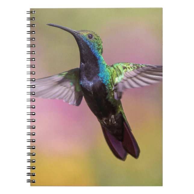 Cuaderno Ave de barro (Frente)