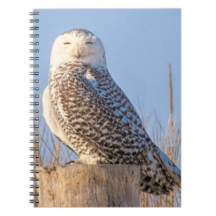 Cuaderno Ave de nieve - portátil