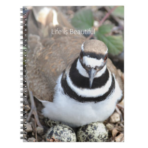 Cuaderno Ave Killdeer con Huevos (mi fotografía)