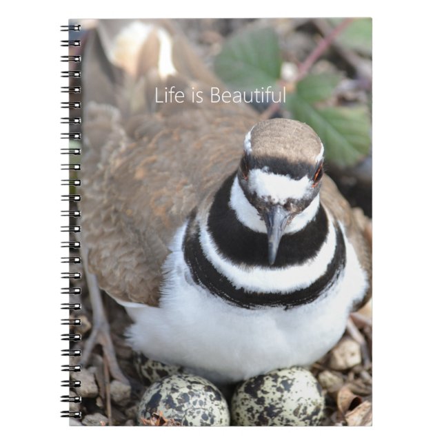 Cuaderno Ave Killdeer con Huevos (mi fotografía) (Frente)