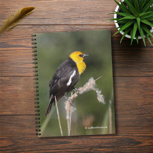 Cuaderno Ave negra de cabeza amarilla en el pantano