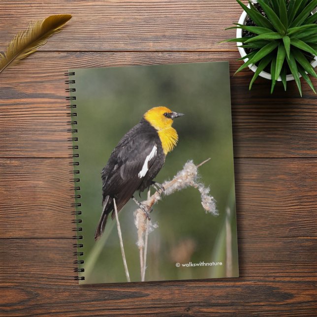 Cuaderno Ave negra de cabeza amarilla en el pantano (Yellow-Headed Blackbird in the Marsh Journal Cover Photo)