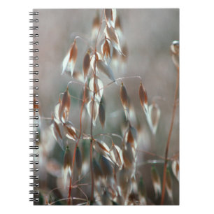 Cuaderno Avena Sativa Madura en Primer Plano. Ceres, Boland