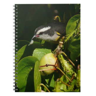 Cuaderno Aves Bananaquit comiendo fotografía tropical